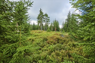 Vegetation with Norway spruce (Picea abies) and colored European blueberry (Vaccinium myrtillus) on