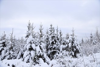 Snow-covered winter forest, snow-covered spruces (Picea abies) on the Rothaarsteig, North