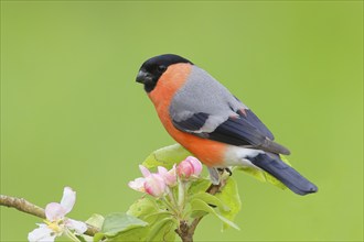 Eurasian bullfinch (Pyrrhula pyrrhula) male sitting on a branch with apple blossoms, bullfinch,