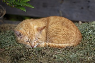 Red felidae (Felis catus) sleeping peacefully on hay, Ternitz, Lower Austria, Austria, Europe