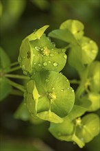 Flowers of an Wood Spurge (Euphorbia amygdaloides), Bavaria, Germany, Europe