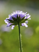 Long-leaved widow flower (Knautia longifolia) Bischofswiesen, Berchtesgadener Land, Upper Bavaria,