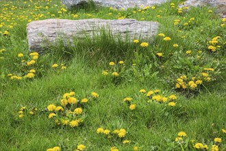 Decorative rock in green grass lawn overgrown with yellow Taraxacum officinale, Dandelion flowers