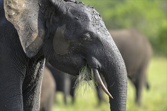 African forest elephant (Loxodonta cyclotis) in a clearing in Loango National Park, Parc National