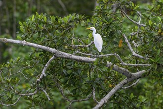 Cattle egret (Bubulcus ibis), Loango National Park, Parc National de Loango, Ogooué-Maritime