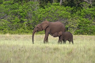 African forest elephants (Loxodonta cyclotis) in a clearing in Loango National Park, Parc National