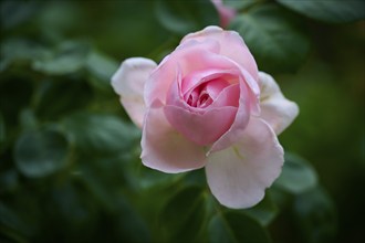 A delicate pink rose blossom in close-up against a background of green leaves, Miltenberg, Bavaria,