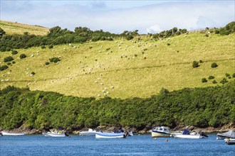 Boats and Yachts on Kingsbridge Estuary in Salcombe and Mill Bay, Batson Creek, Southpool Creek,