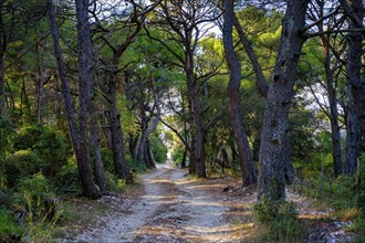 Path through pine forest, by the bay, beach, Zabodarski, Plaža Zabodarski, Mali Losinj, island of