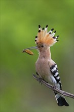 Hoopoe with prey, (Upupa epops), on perch, hoopoe family, formerly raptors, Hides de El Taray /