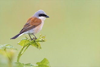 Red-backed shrike, red-backed shrike, thorn-backed shrike, family of shrikes, (Lanius collurio),