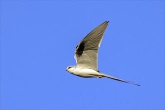 Swallow-tailed Kite, (Chelictinia riocourii), also Scissor-tailed Kite, African Swallow-tailed