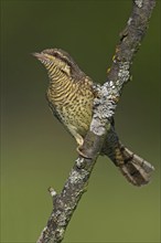 Wryneck on perch, (Jynx torquilla), Ormoz area, Ormoz, Podravska, Slovenia, Europe