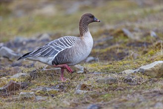 Pink-footed goose (Anser brachyrhynchus), Longyearbyen, Svalbard / Spitsbergen, Norway, Europe