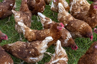 Chickens in a meadow, mobile housing, free-range chickens, free-range eggs, north of