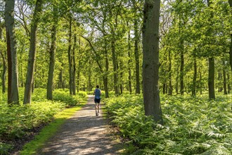 Diersfordter Wald, north of Wesel, nature park with oak and beech forests, glacial sand dunes,