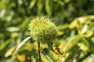 Fruits of the sweet chestnut, in the Haard forest area, in the northern Ruhr region, bordering the