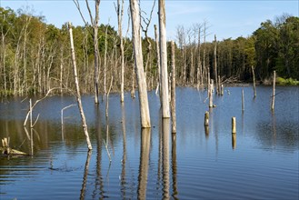 The nature reserve Kirchheller Heide, Der Pfingstsee, created by subsidence caused by coal mining,