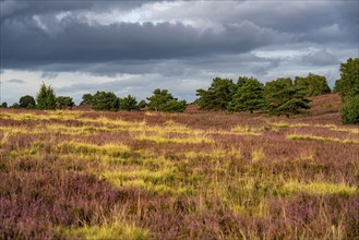 Flowering heath, heather and juniper bushes, near Wilseder Berg, in the Lüneburg Heath nature