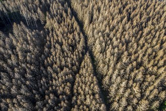 Forest dieback in the Arnsberg Forest nature park Park, over 70 per cent of the spruce trees are