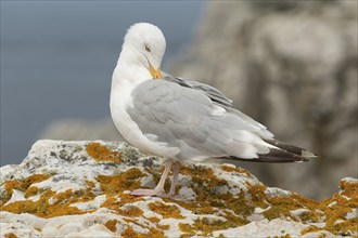 Herringgull (Larus argentatus) sitting on a rock. Camaret, Crozon, Finistere, Brittany, France,