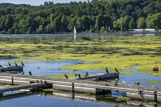 Waterweed, Elodea, an invasive species, green carpet of plants on Lake Baldeney in Essen, the