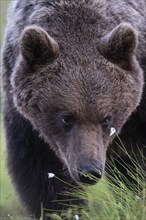 Brown bear (Ursus arctos) in the Finnish taiga, Kuusamo, Finland, Europe