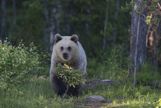 Brown bear (Ursus arctos) in the Finnish taiga, Kuusamo, Finland, Europe