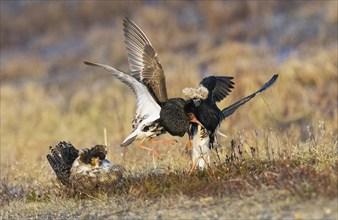 Ruff (Calidris pugnax) two males in breeding plumage at lek, fighting over female, another male