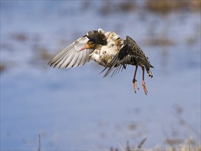 Ruff (Calidris pugnax) male in breeding plumage displaying at lek, Pokka, Finnish Lapland