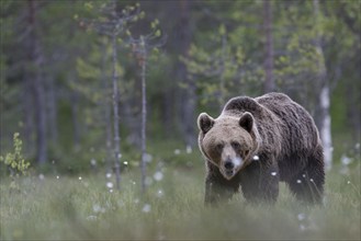 Brown bear (Ursus arctos) in the Finnish taiga, Kuusamo, Finland, Europe