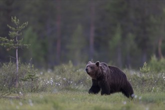 Brown bear (Ursus arctos) in the Finnish taiga, Kuusamo, Finland, Europe