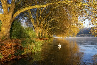 Autumnal colours at the Platanen Allee, Hardenberg Ufer, lakeside path at Lake Baldeney, near Haus