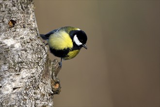 Great tit (Parus major), adult bird, Dingdener Heide nature reserve, North Rhine-Westphalia,