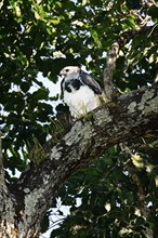 Female Harpy eagle, Harpia harpyja, sitting in a Brazilian Nut Tree, Alta Floresta, Amazon, Brazil,