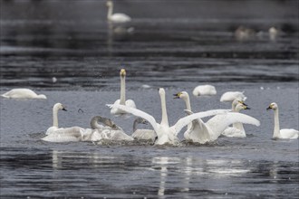 Tundra swans (Cygnus bewickii), fighting, Emsland, Lower Saxony, Germany, Europe