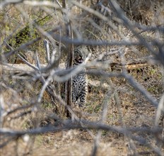 Leopard (Panthera pardus), young sitting between dense bushes, Kruger National Park, South Africa,