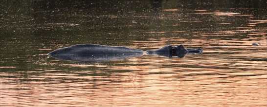 Hippopotamus (Hippopatamus amphibius), adult, in the water at sunset, Sabie River, Kruger National