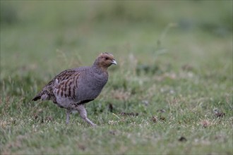 Gray partridge (Perdix perdix), Emsland, Lower Saxony, Germany, Europe