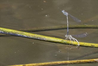 Azure damselflies (Coenagrion puella) laying eggs, Emsland, Lower Saxony, Germany, Europe