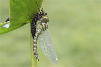 Southern Hawker (Aeshna cyanea) with exuviae, Emsland, Lower Saxony, Germany, Europe