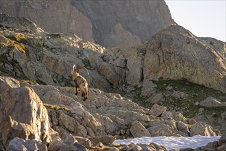 Alpine ibex (Capra ibex), standing on a rock, adult male, in the morning light, Mont Blanc massif,