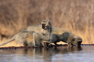 Vervet Monkey (Chlorocebus pygerythrus), adult, three animals, group, drinking, at the water,