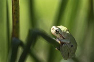 Tree frog (Hyla arborea), Lower Saxony, Germany, Europe