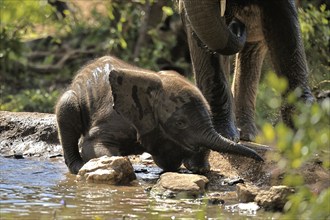 African elephant (Loxodonta africana), young elephant, baby elephant, calf, at the water, drinking,