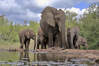 African elephant (Loxodonta africana), adult, female, mother, young, mother with young, at the