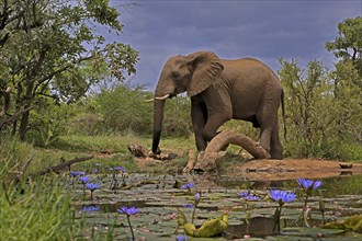 African elephant (Loxodonta africana), bull, male, at the water, Kruger National Park, Kruger