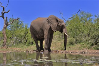 African elephant (Loxodonta africana), bull, male, at the water, drinking, Kruger National Park,