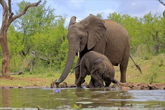 African elephant (Loxodonta africana), adult, male, bull, young animal, young bull with young