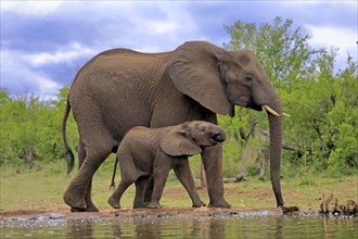 African elephant (Loxodonta africana), juvenile, mother, adult, female, mother with juvenile, at